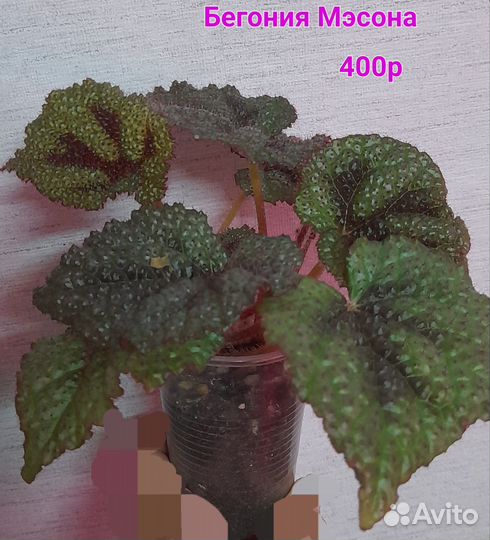 Комнатные цветы