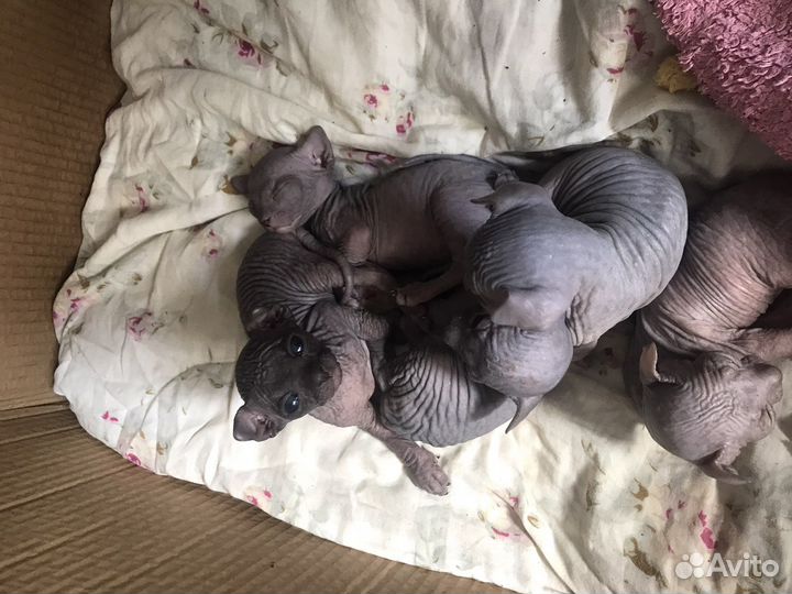 Канадский сфинкс