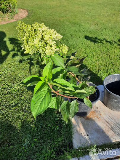 Гортензия метельчатая