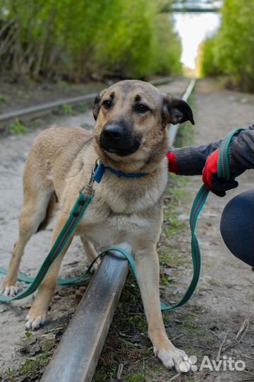 Молодая собака-компаньон Терра в добрые руки
