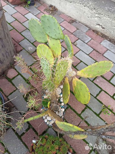 Кактусы и суккуленты