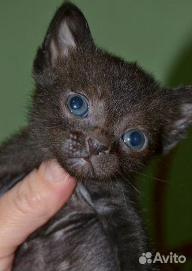Бомбейские котята
