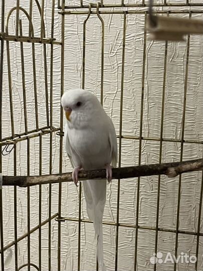 Радужные попугаи (арлекин и альбинос)