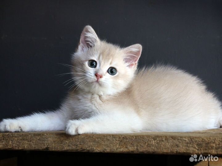 Британская шиншилла лиловая - мальчик