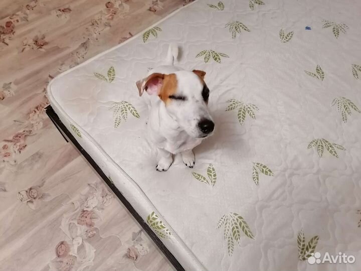 Джек рассел терьер