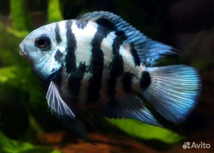 Рыба попугай