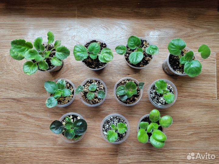 Детки фиалок (набор)