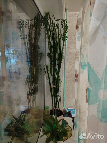 Большой кактус