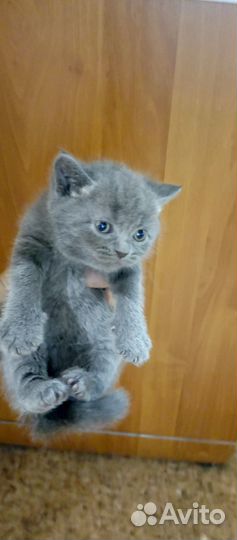 Британские котята