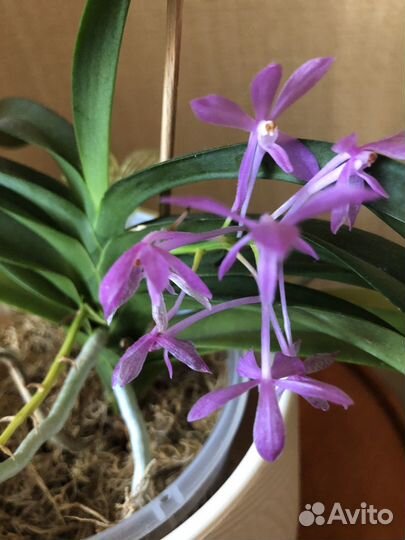 Аскофинетия