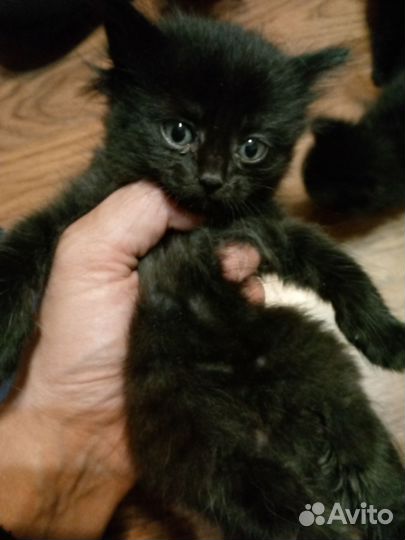 Отдам котят