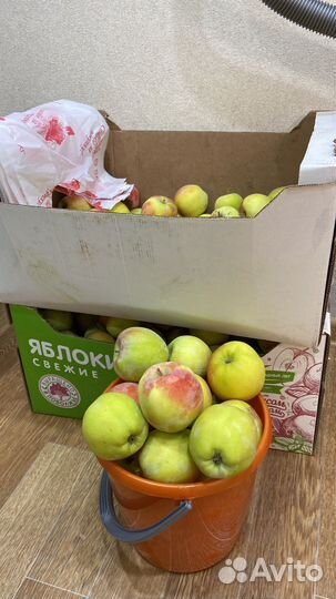 Яблоки Синап