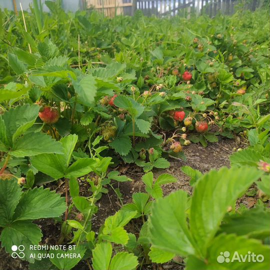Рассада клубники. отправка почтой из Марий Эл