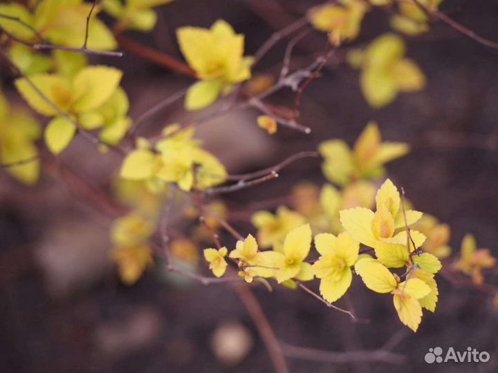 Спирея японская