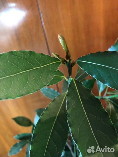 Лавр благородный