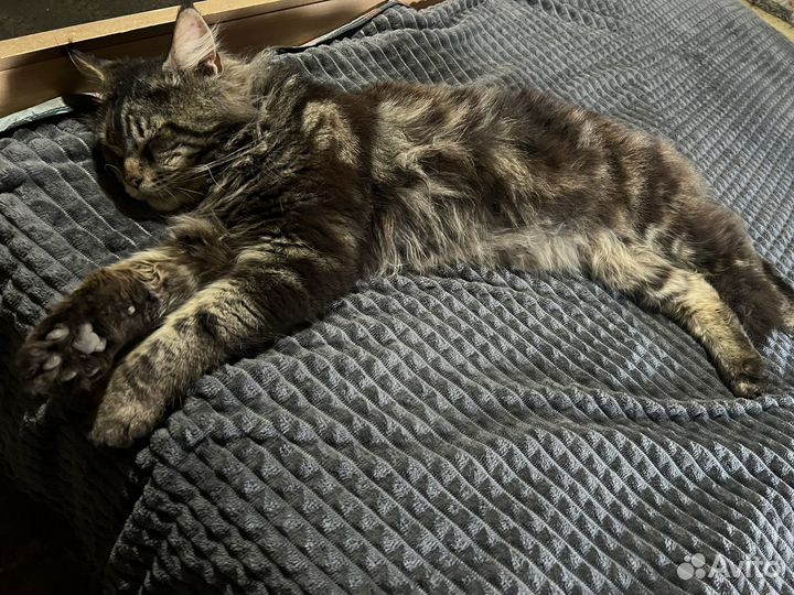 Мейн-кун котята