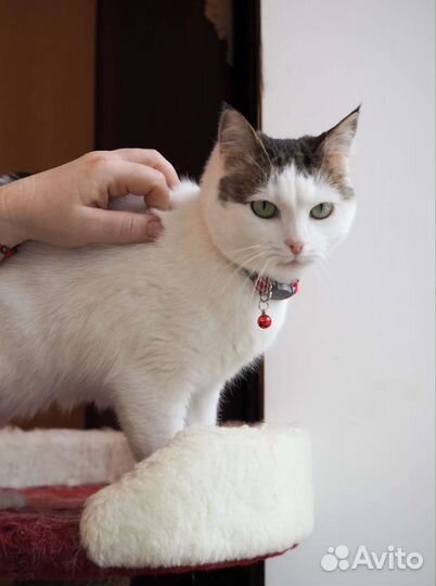 Манечка в добрые руки