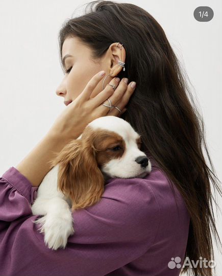 Собака для фотосессии