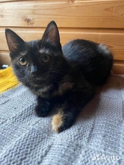 Котенок в добрые руки