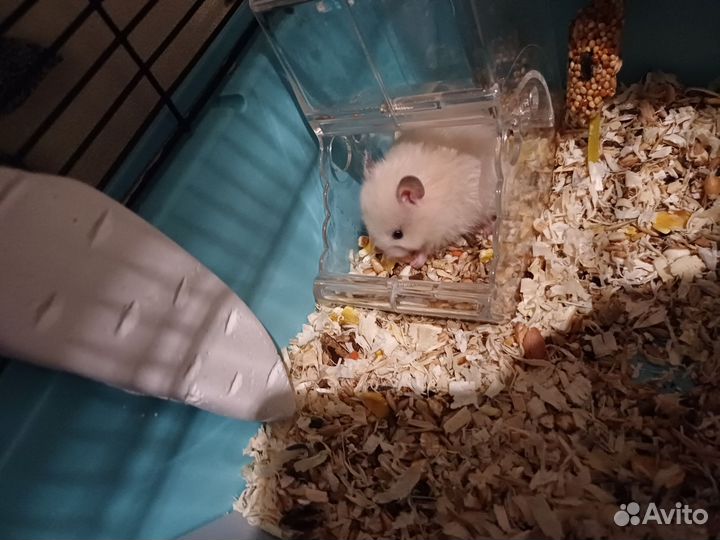 Сирийские Ангорские Хомяки мальчик и девочка