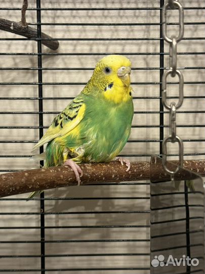 Орнитолог. Онлайн консультация