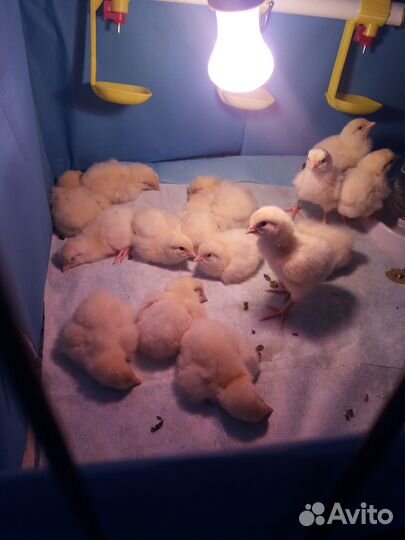 Молодой петушок Бресс Гальский