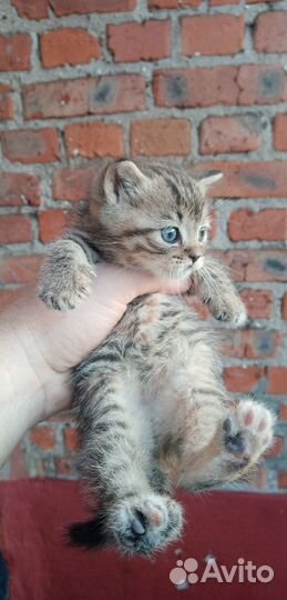 В Добрые Руки - Котик Красавчик от вислоухой кошки