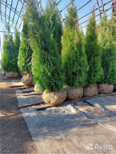 Туя Смарагд 0,8.2,0м Холмструп Брабант Сосна