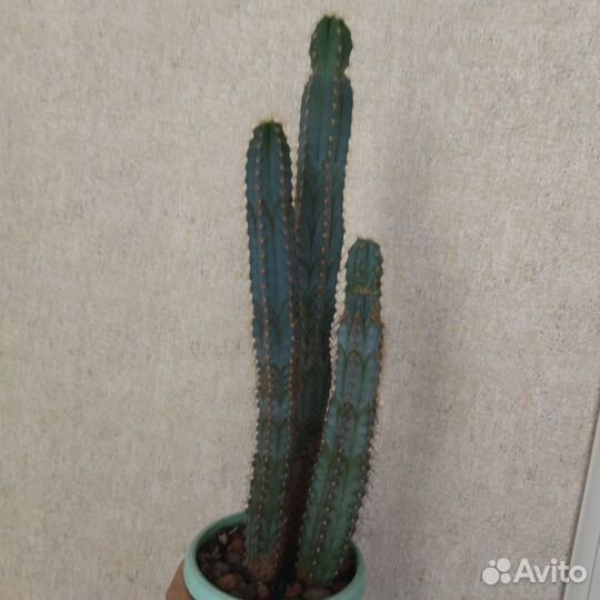 Кактус Фикус