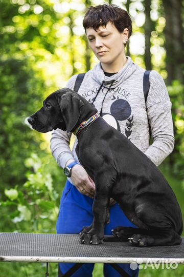 Щенки немецкого дога