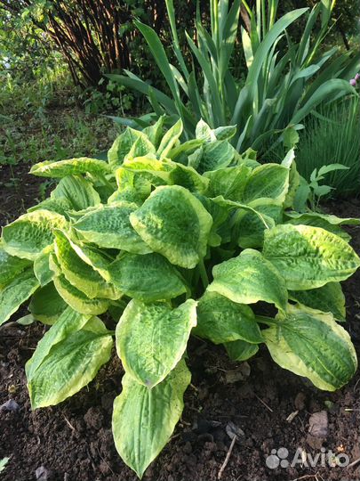 Хосты 3 сорта