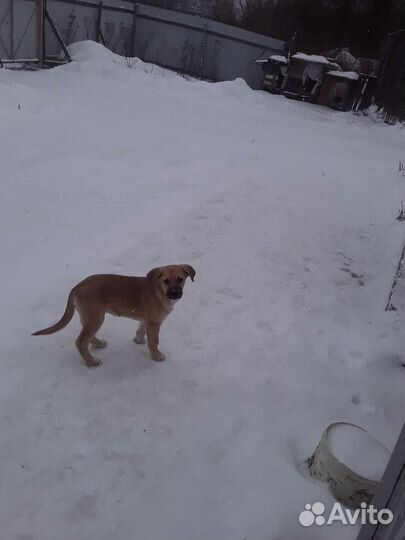 Щенок для дома