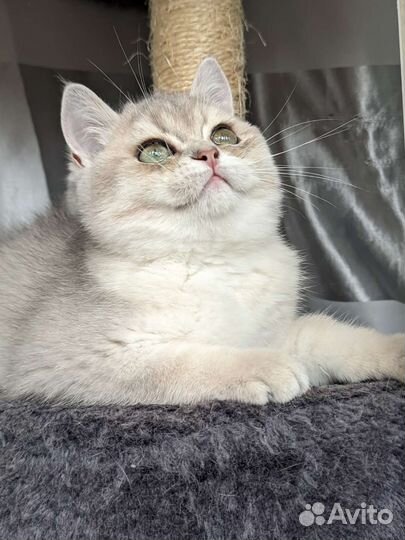 Котёнок британской шиншиллы Ay 11