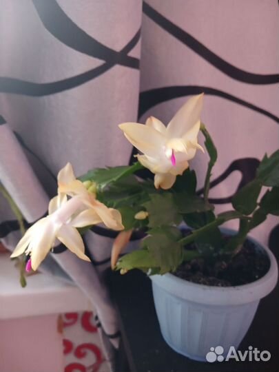 Комнатные цветы