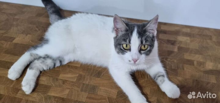 Дарю кошку