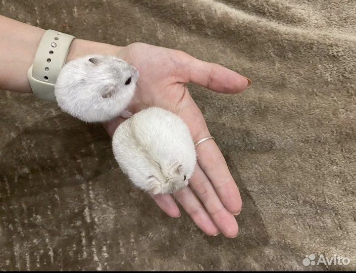 Джунгарский хомяк