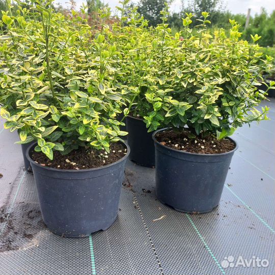 Бересклет Форчуна. Вечнозеленый