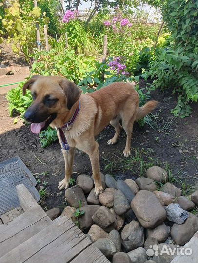 Спасите собачью жизнь