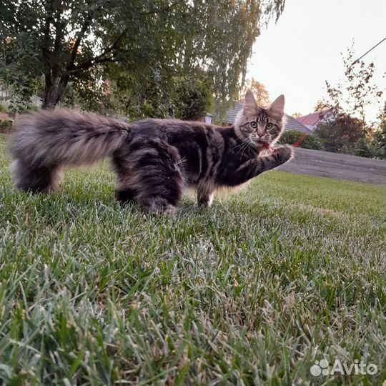 Кошки мейн-кун
