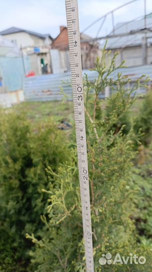 Туя колумна