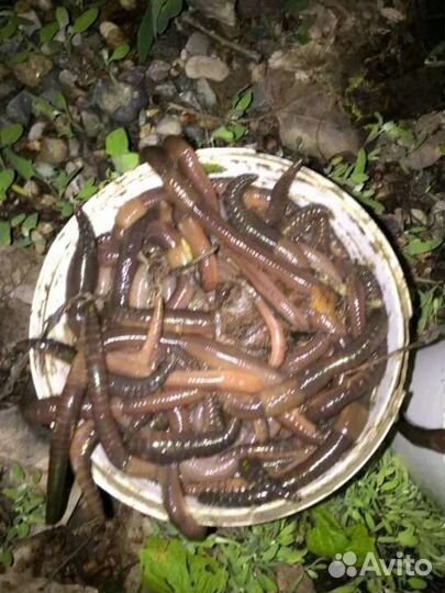 Червь выползок-10р.шт.Червь навозный-30р.40шт