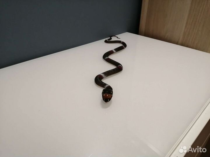 Змеи игрушечные