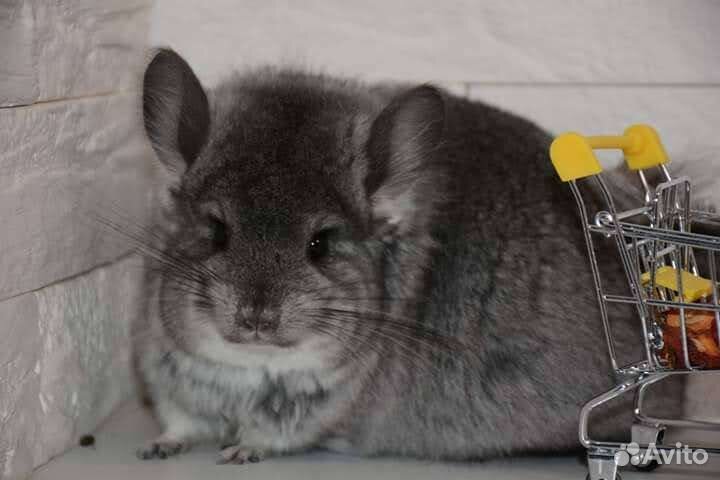 Шиншиллы малыши