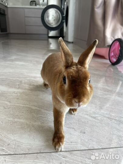 Вязка кроликов