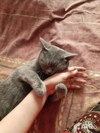 Передержка домашних животных