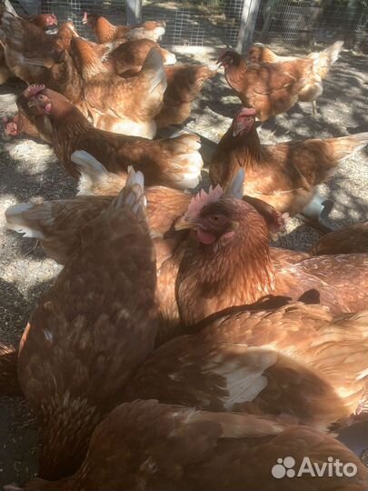 Куры несушки Кубань