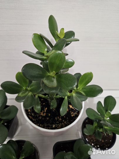 Толстянка денежное дерево