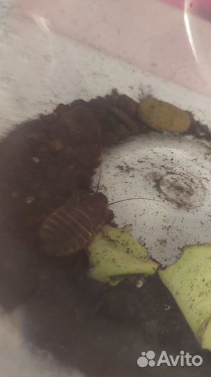 Мадагаскарский таракан