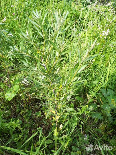 Облепиха саженцы