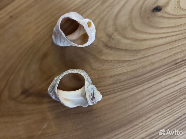 Морские ракушки раковины